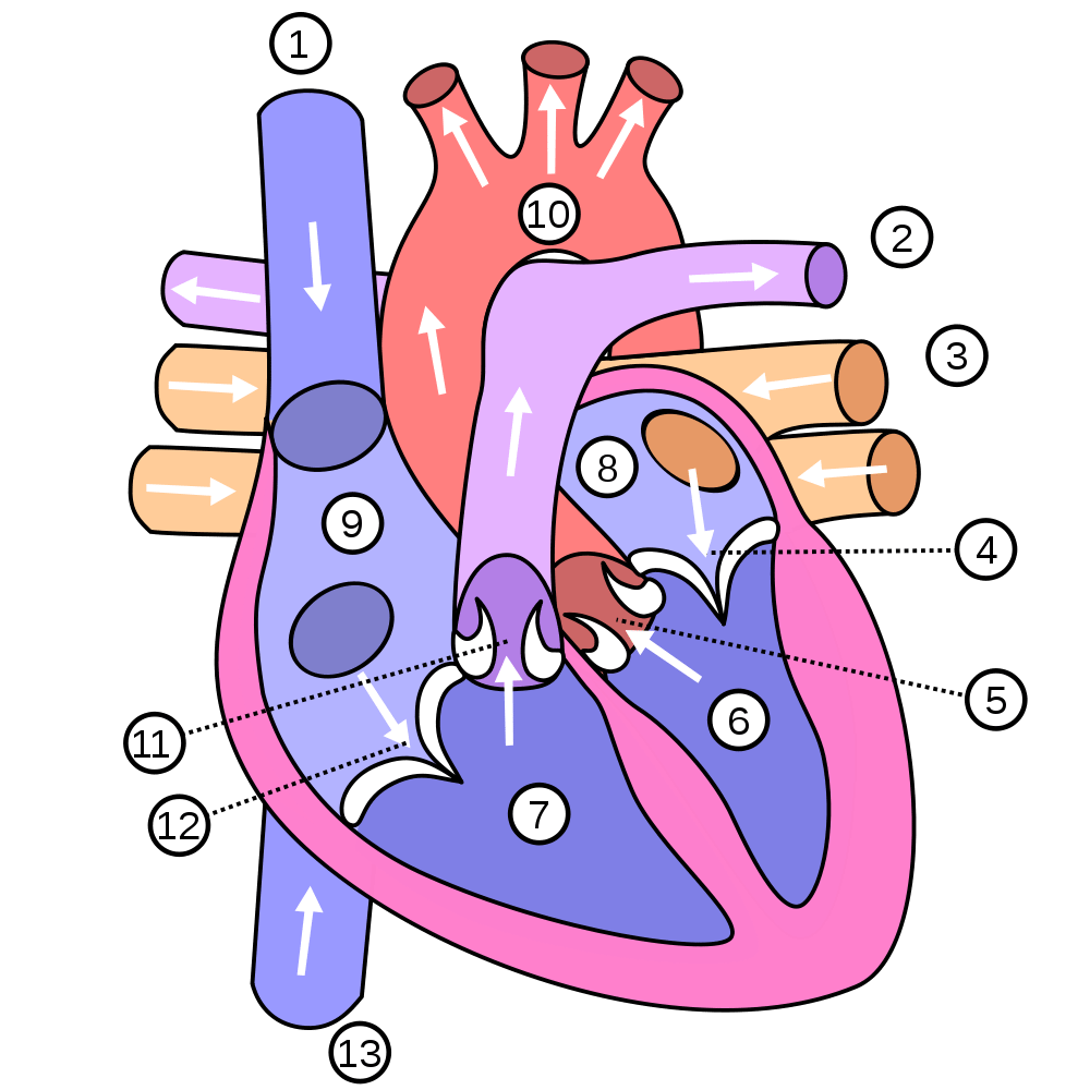 Show Me A Diagram Of The Human Heart Here Are A Bunch 