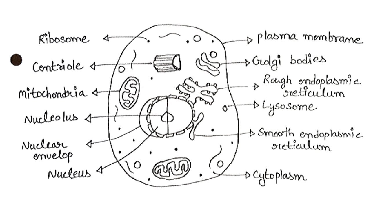 Black And White Animal Cell