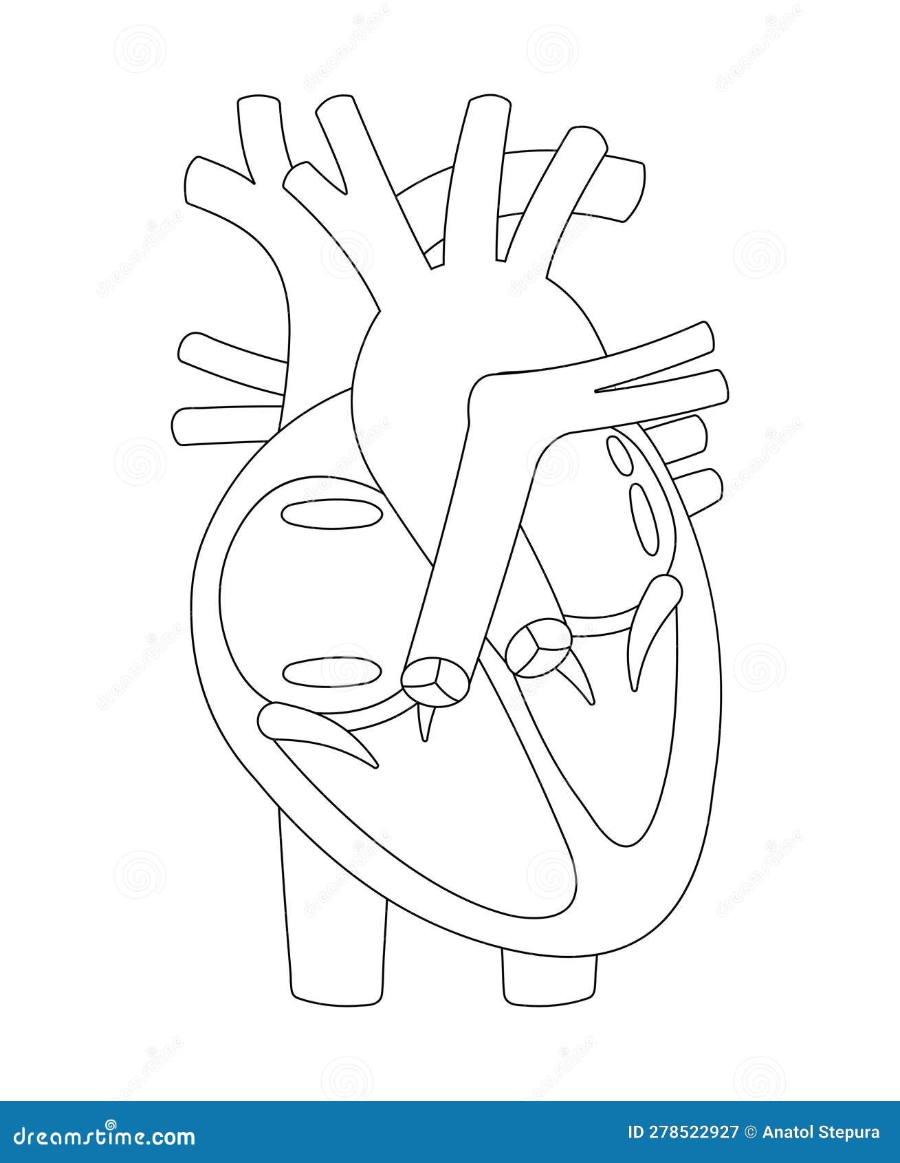 Structure Of Human Heart Black And White Illustration outline Stock Vector Illustration Of Four Body 278522927