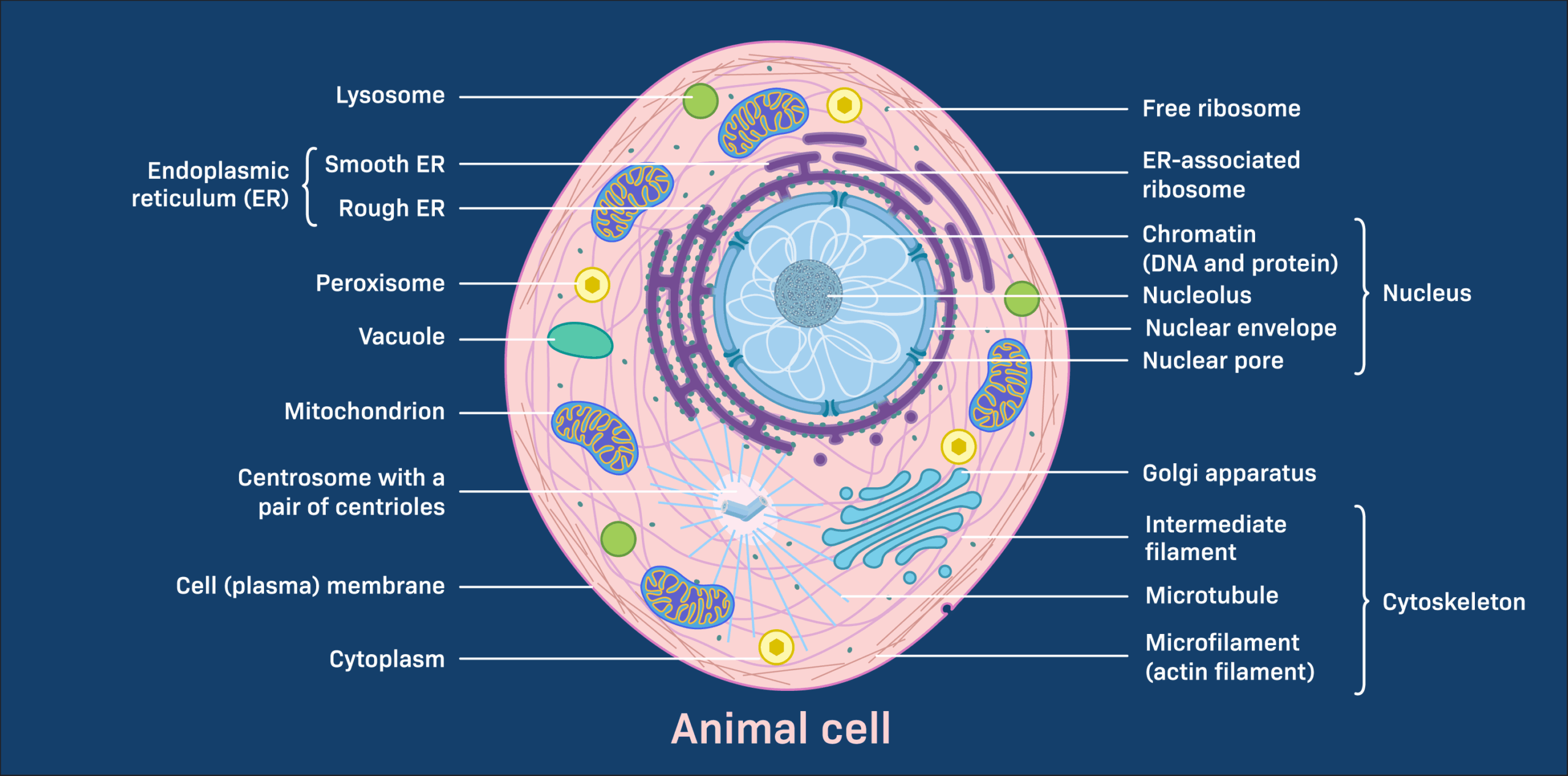 The Structure Of An Animal Cell LabXchange