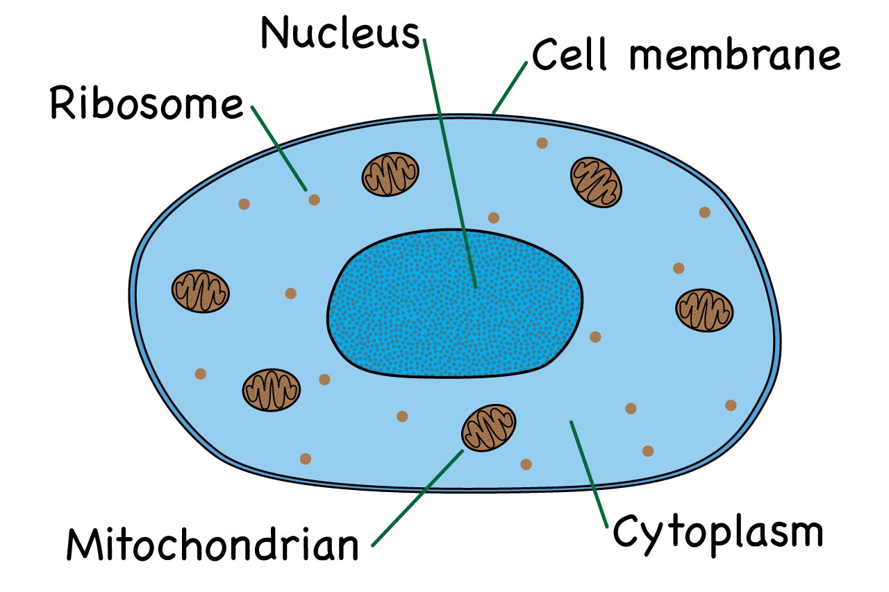 What Is An Animal Cell Facts Pictures Info For Kids Students 