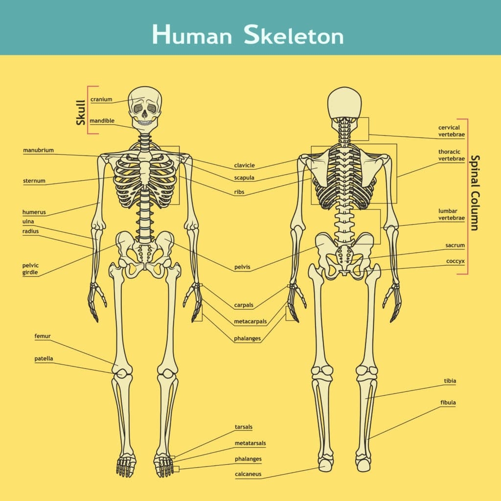 Printable 206 Bones Of The Body Diagram