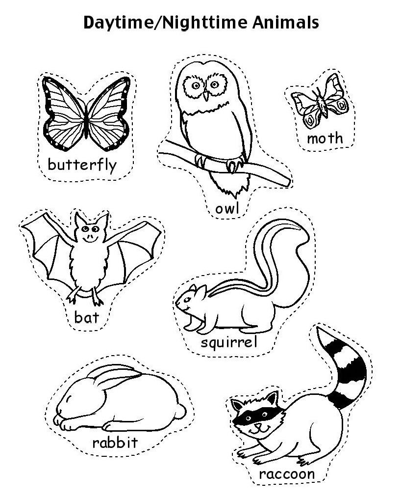 22 Nocturnal Animals Ideas Nocturnal Animals Animals Kindergarten Science