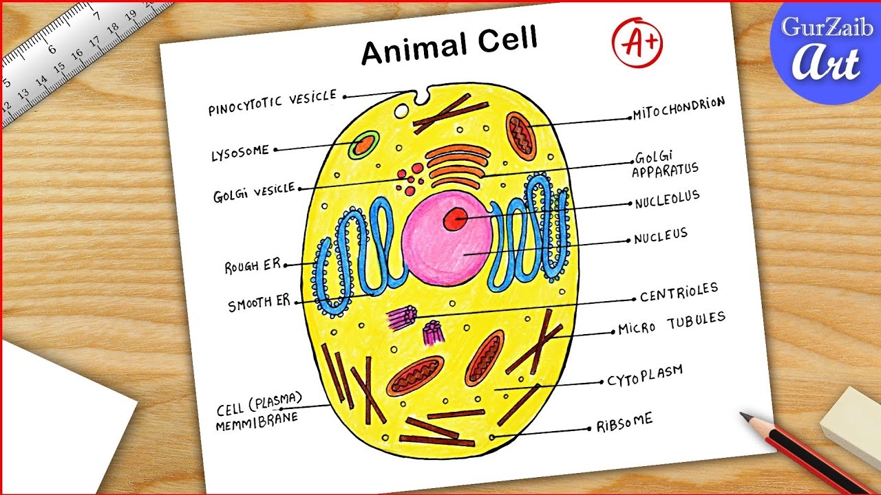 Animal Cell Diagram Drawing CBSE Easy Way Labeled Science Project Step By Step YouTube