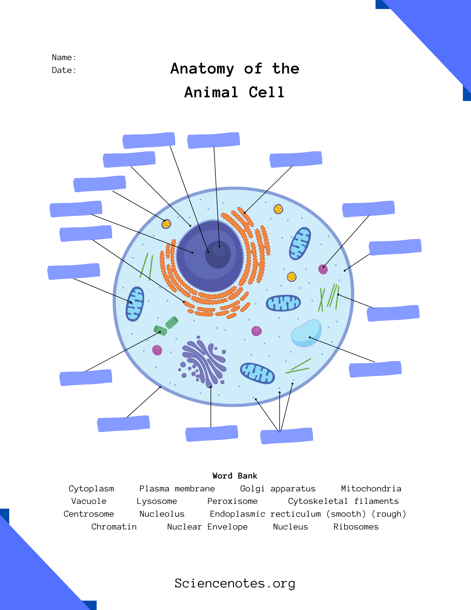 Animal Cell Diagram To Label
