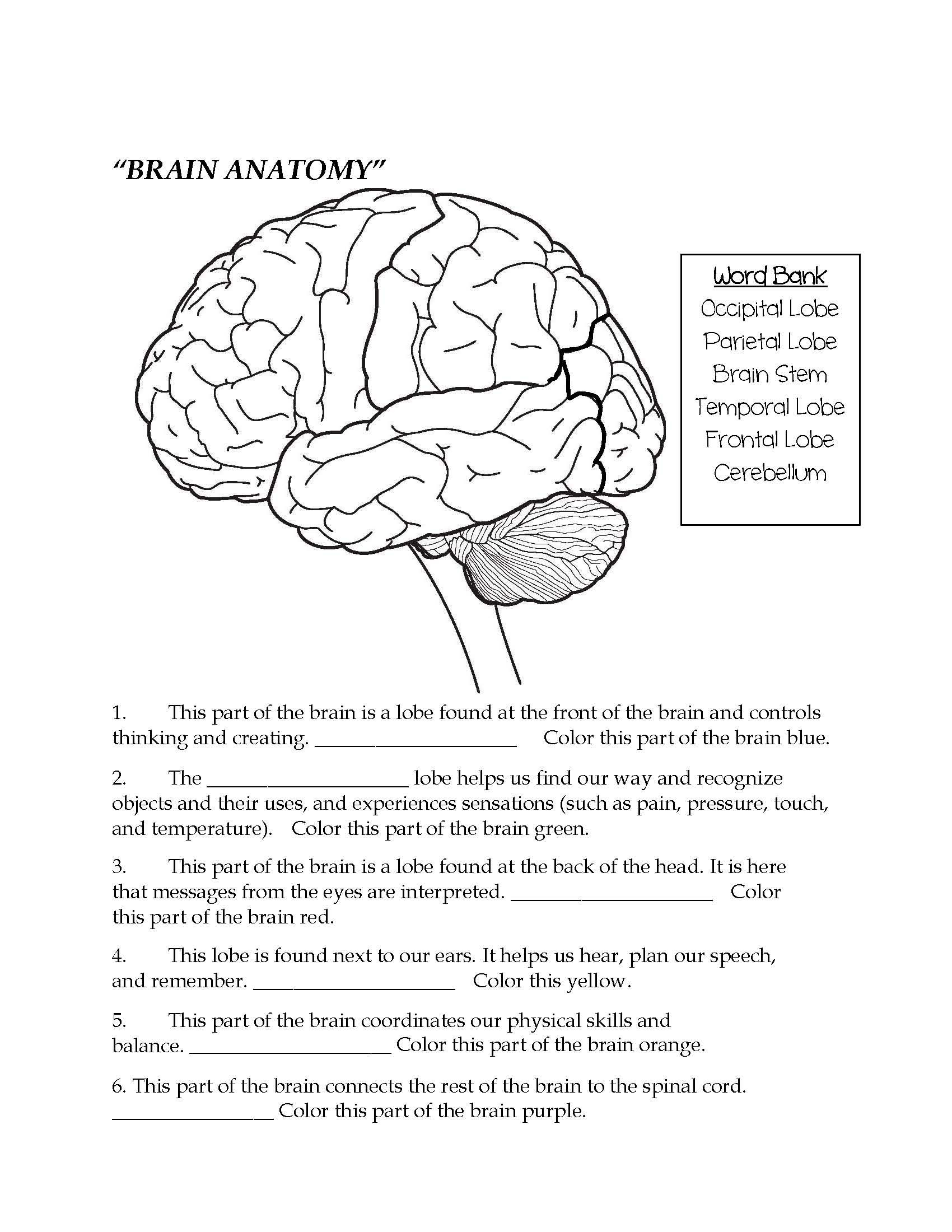 Brain Parts Fill In The Blank Color Brain Anatomy Nervous Worksheets Library