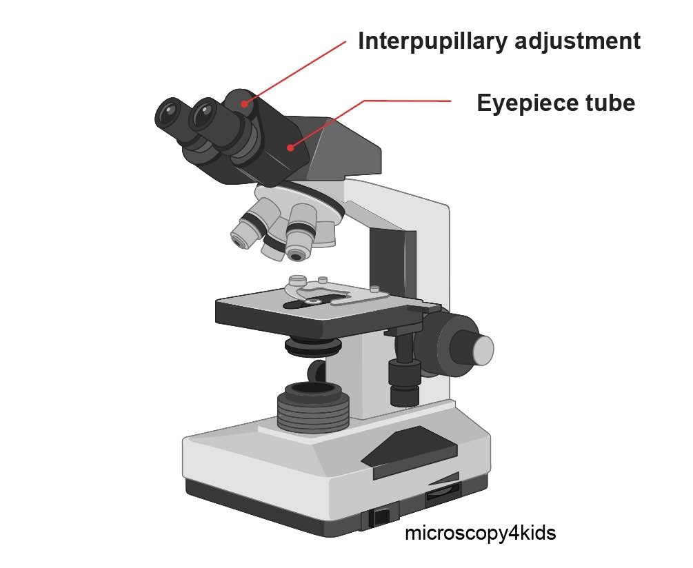 Labeled Parts Of A Microscope