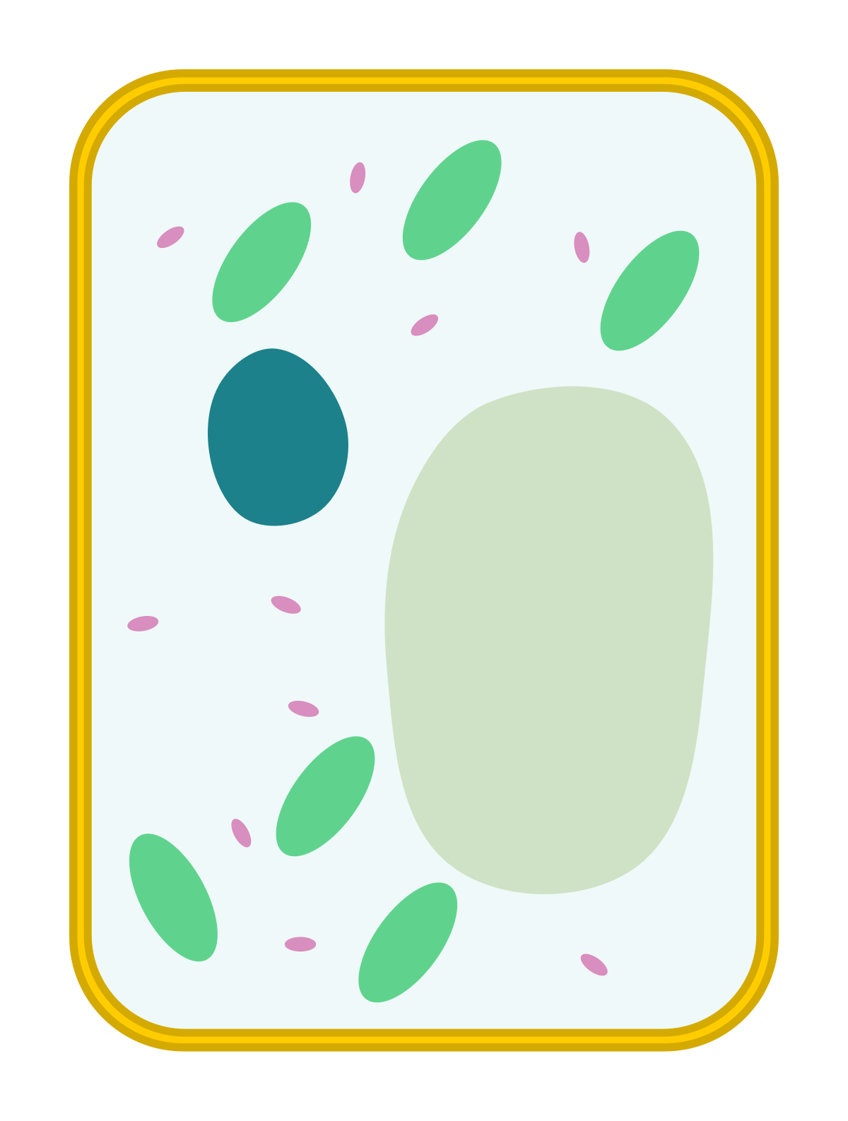 File Simple Diagram Of Plant Cell blank svg Wikimedia Commons