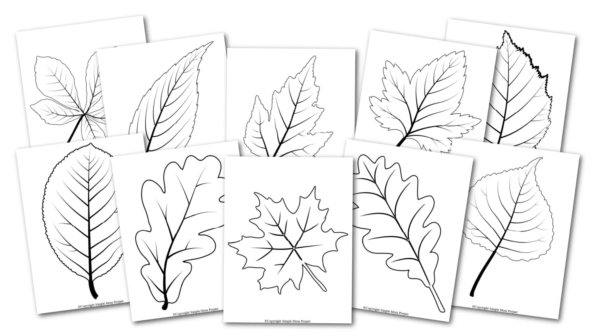 Free Printable Leaf Template