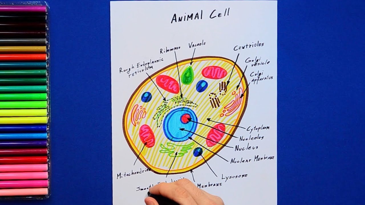 How To Draw An Animal Cell Labeled Science Diagram YouTube