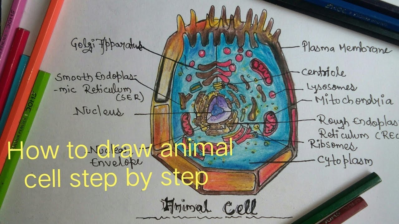 Animal Cell Label And Color