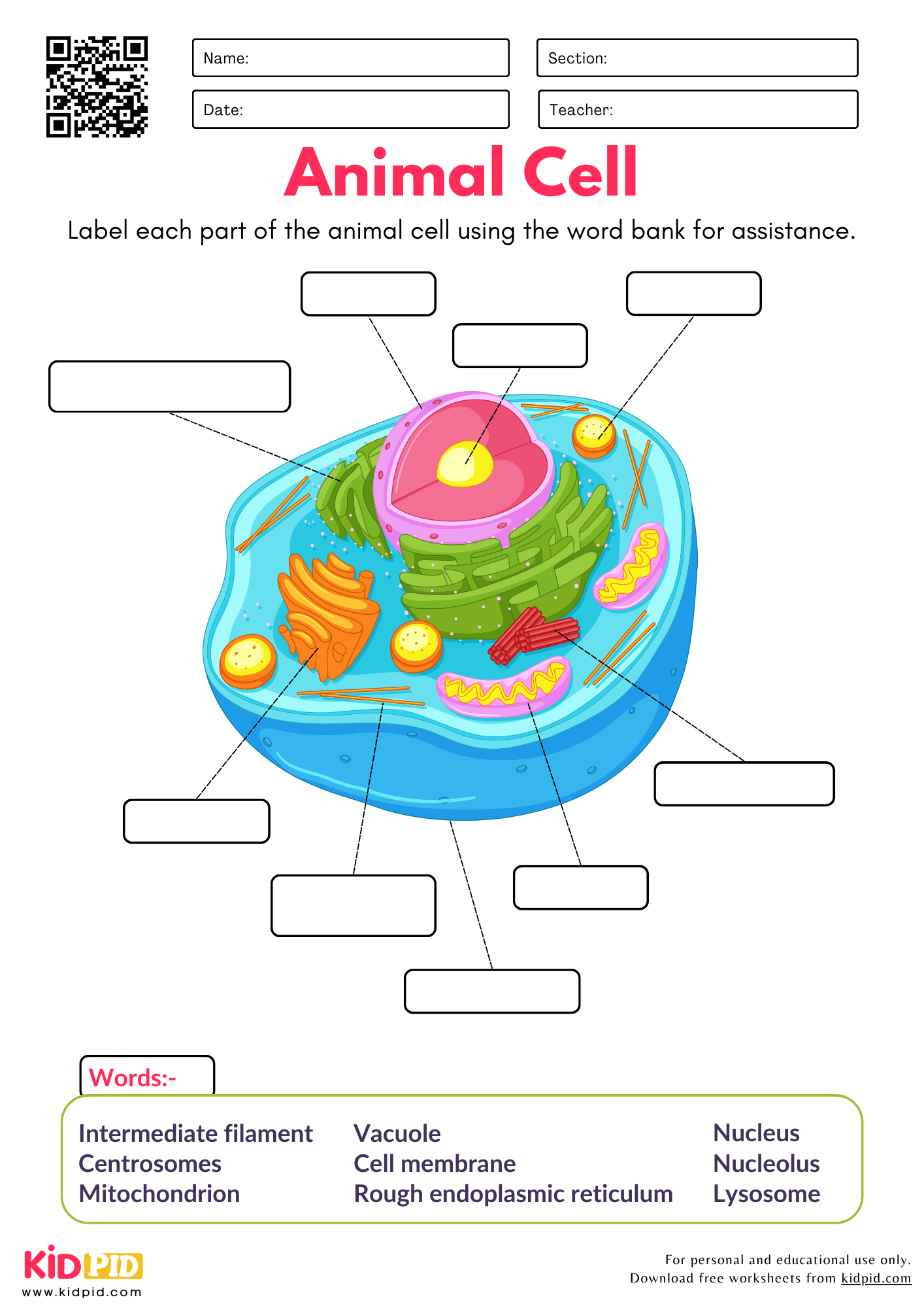 Blank Animal Cell Diagram To Label Pdf