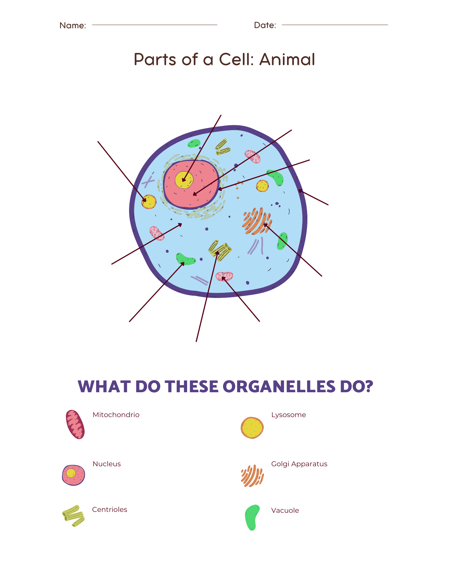 Parts Of Animal Cell Worksheet