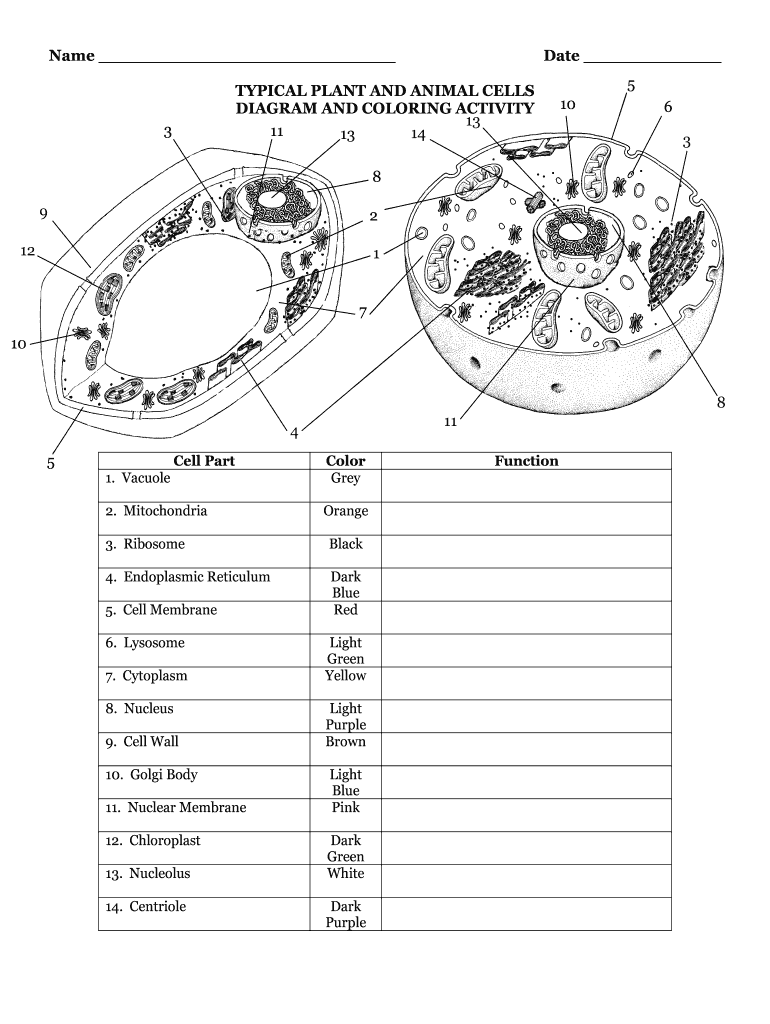 Plant Animal Cells Diagram Fill Out Sign Online DocHub
