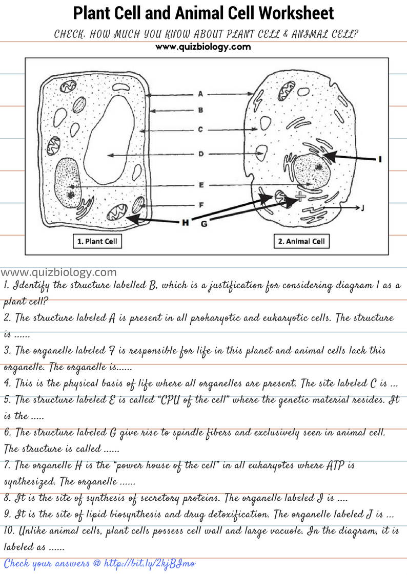 Blank Animal And Plant Cell Diagram