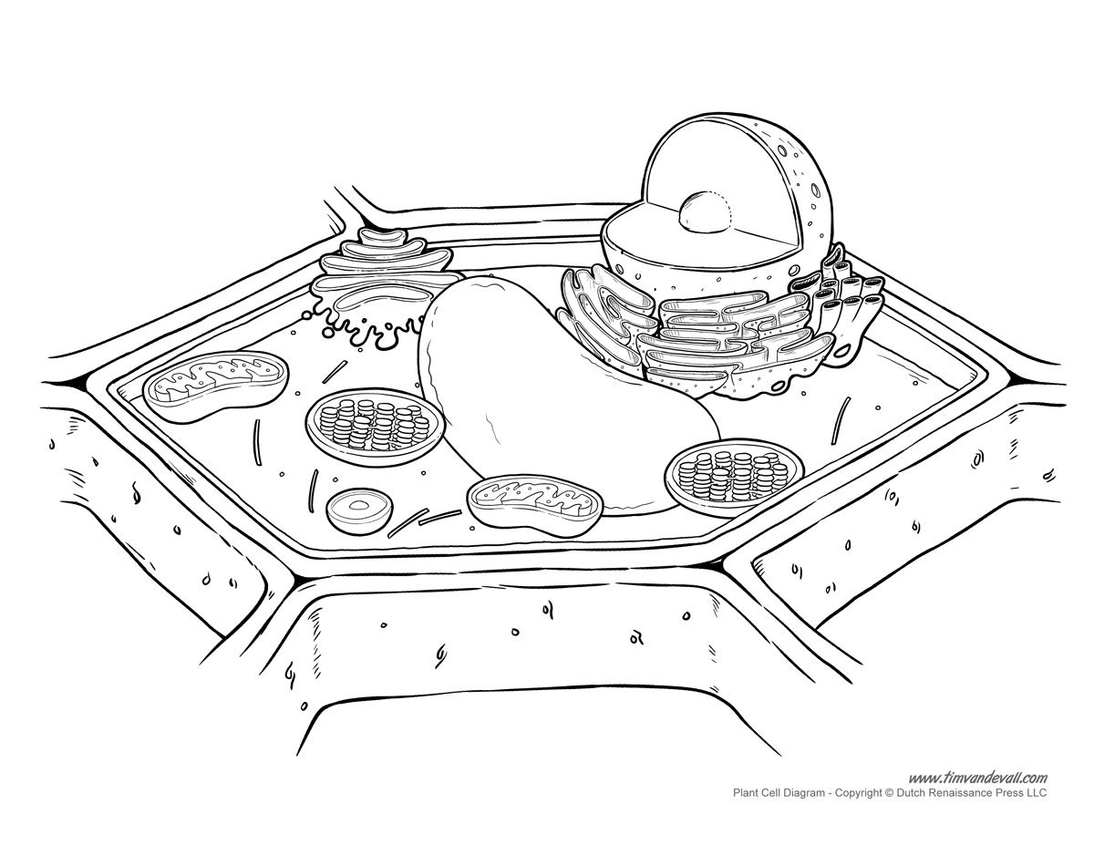 Plant cell diagram not labeled Tim s Printables