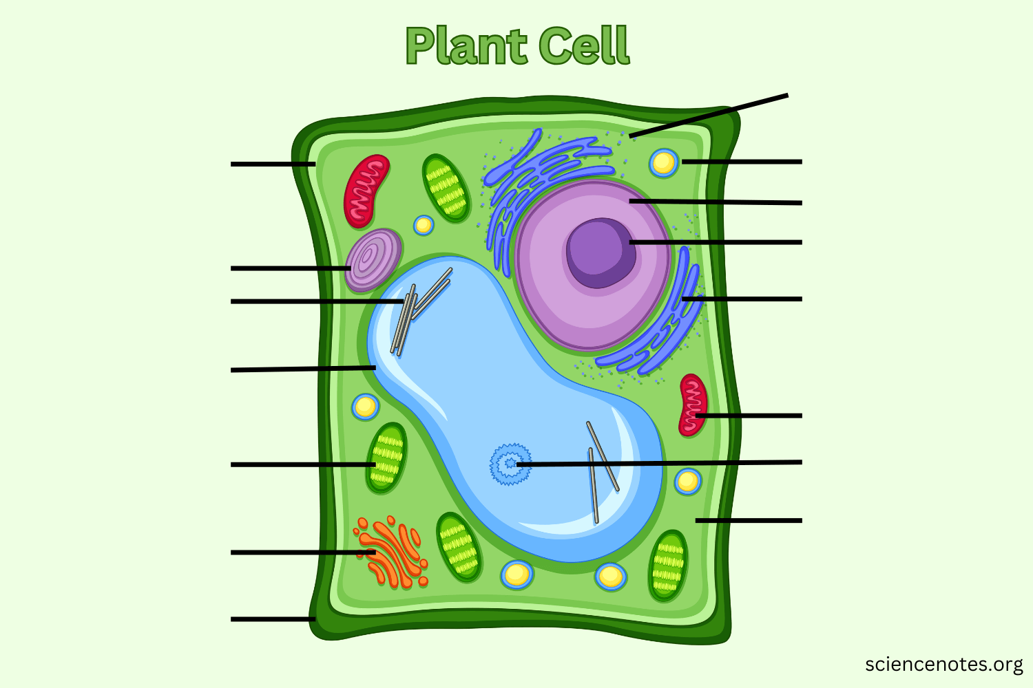 Plant Cell Diagram Organelles And Characteristics