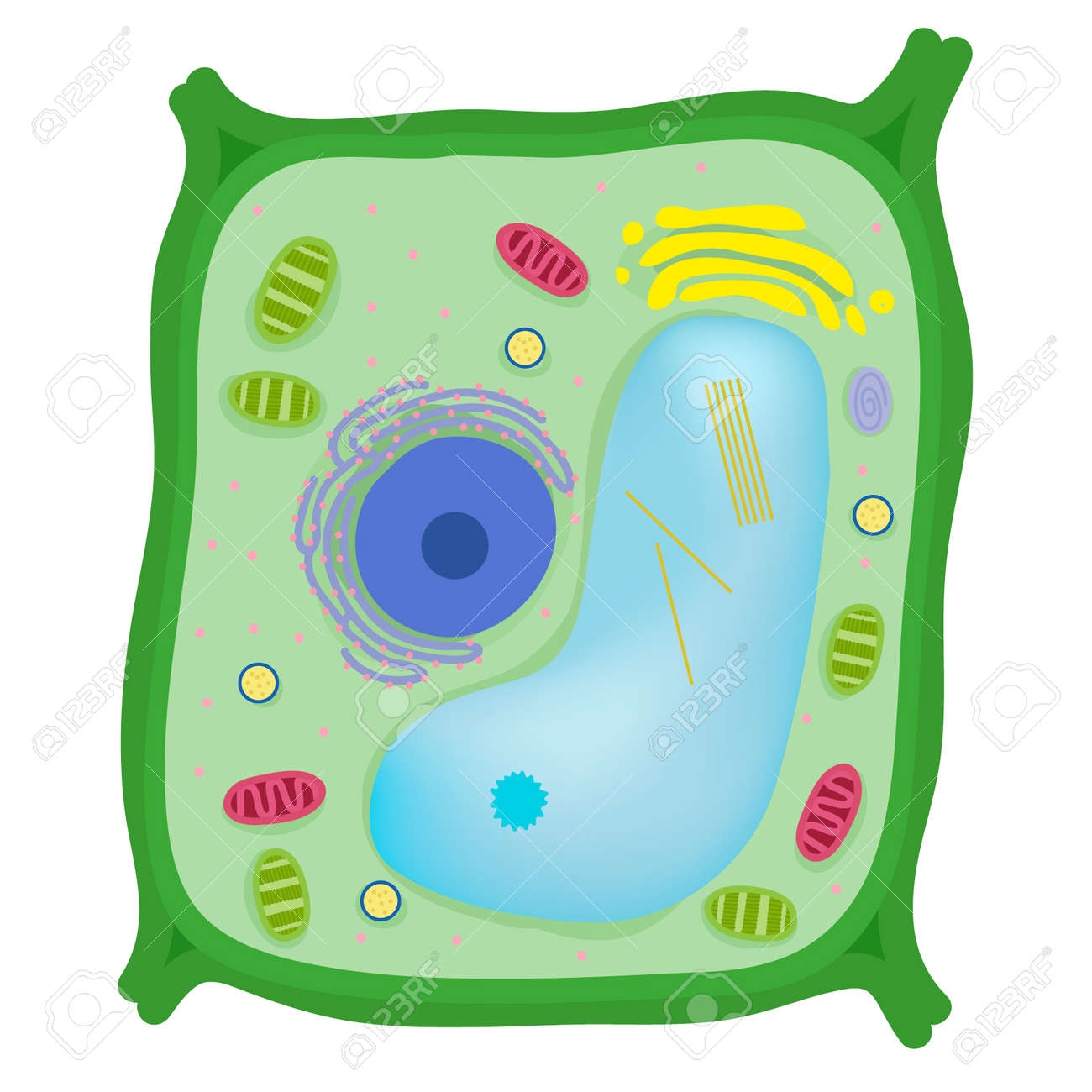 Plant Cell Diagram Not Labeled