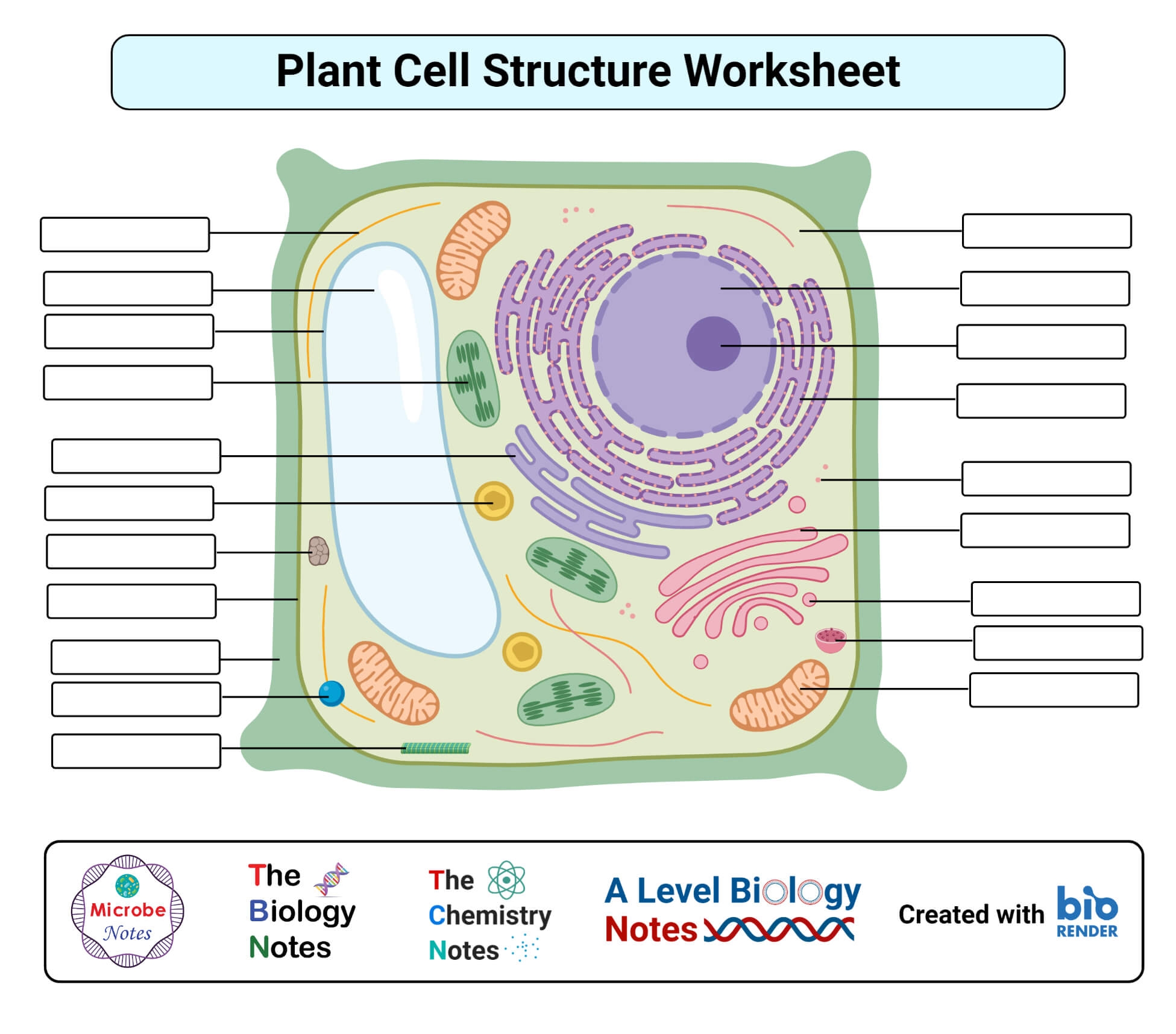 Printable Plant Cells Worksheets